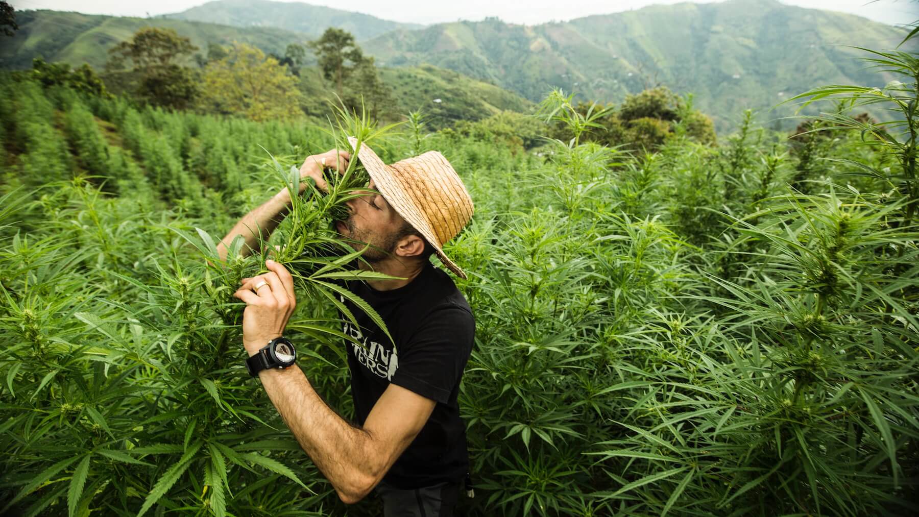 Онлайн про коноплю крупнейшие плантации марихуаны